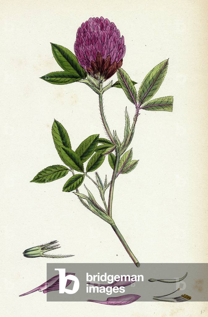 Trifolium Medium Zigzag Trefoil