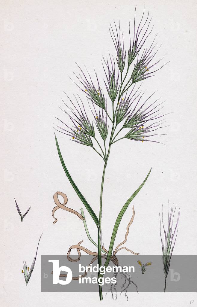 Bromus Madritensis Upright Annual Brome-Grass