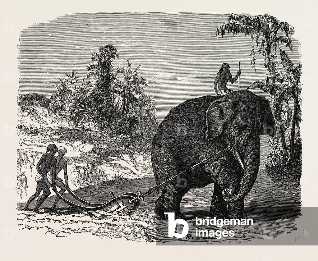 Elephant Ploughing in Ceylon, Sri Lanka
