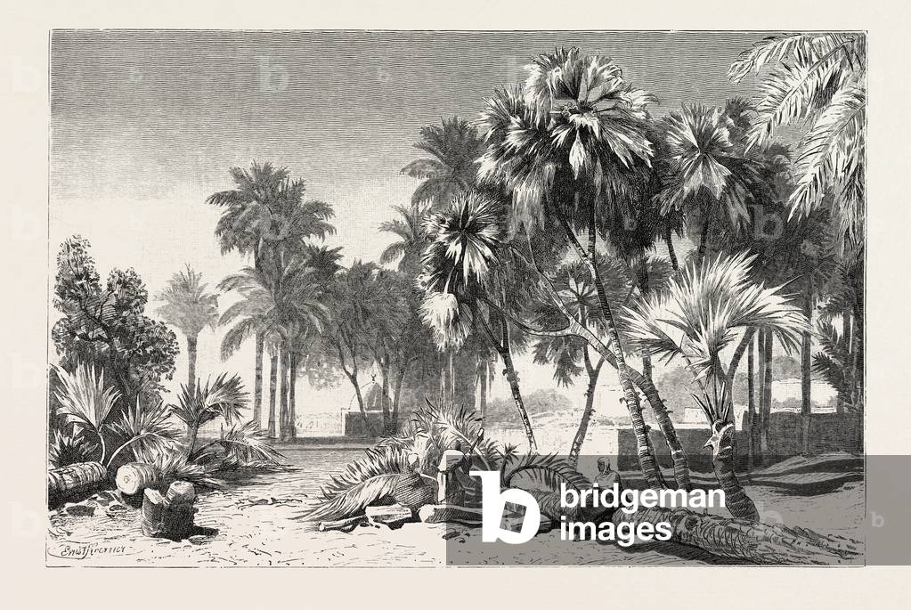 Date And Doom Palms. Egypt, Engraving 1879