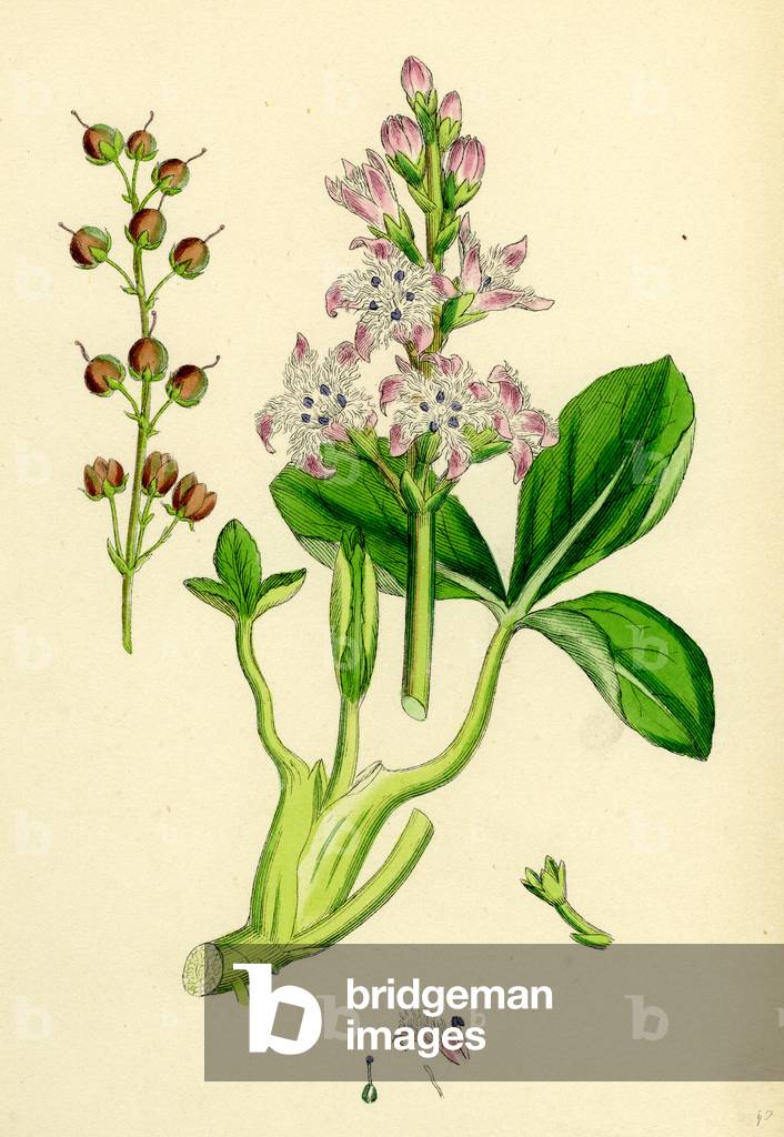 Menyanthes Trifoliata Common Buckbean