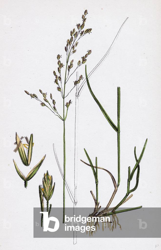 Poa Nemoralis Var. Parnellii Wood Meadow-Grass Var. E.