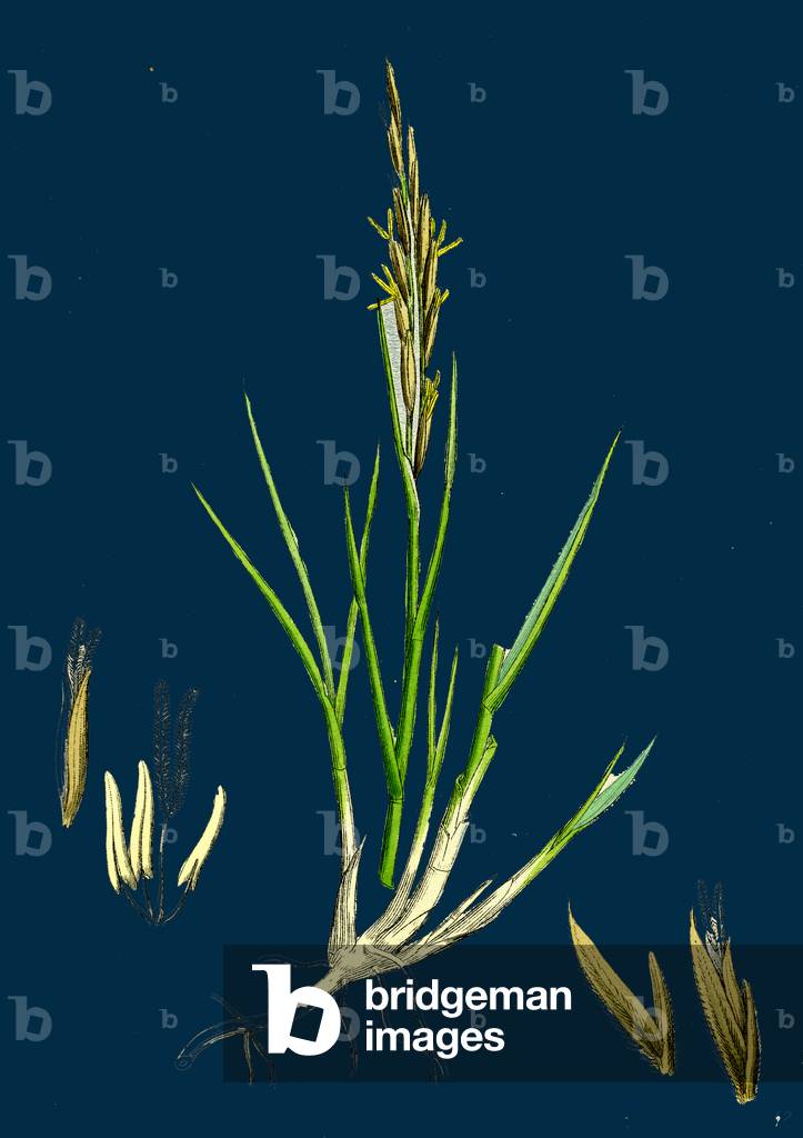 Brassica Rapa; Common Turnip