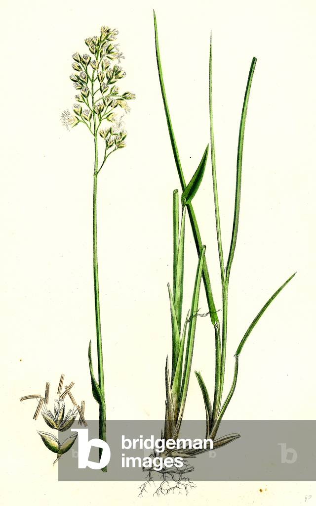 Hierochloe Borealis Northern Holy-Grass