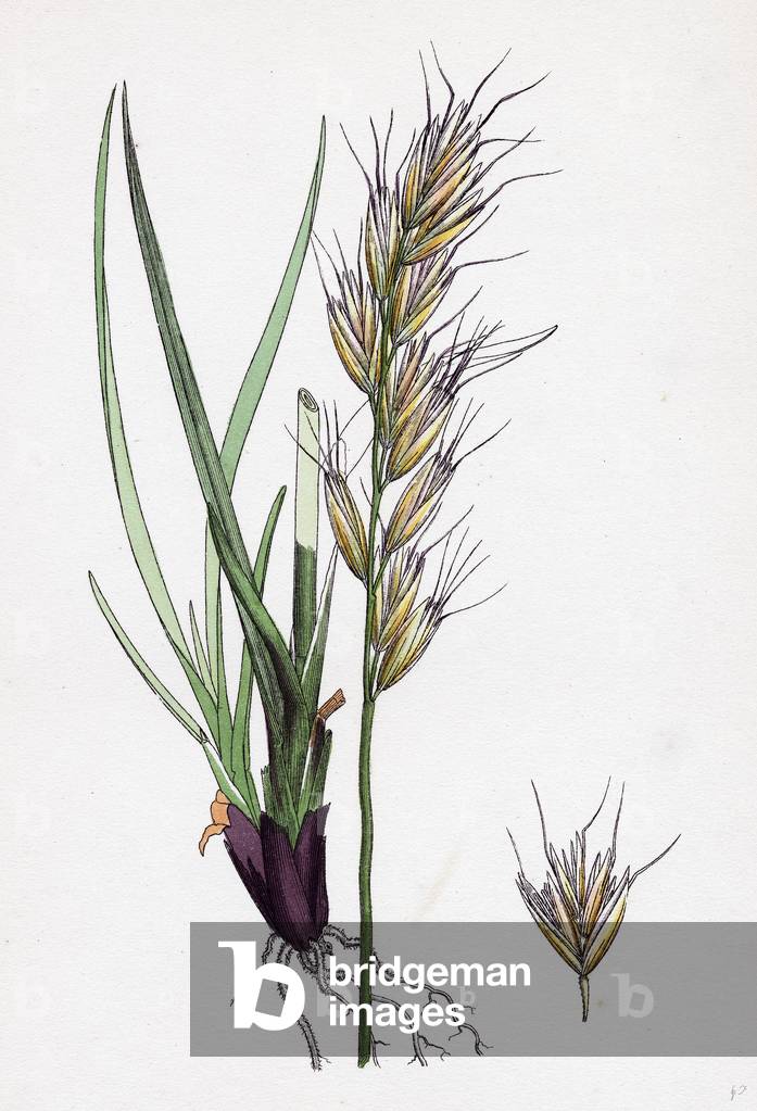 Avena Pratensis Var. Alpina Glabrous Oat-Grass Var. B.