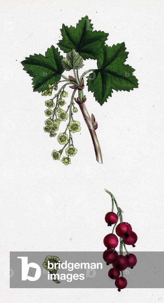 Ribes Rubrum Var. Sativum Red Currant