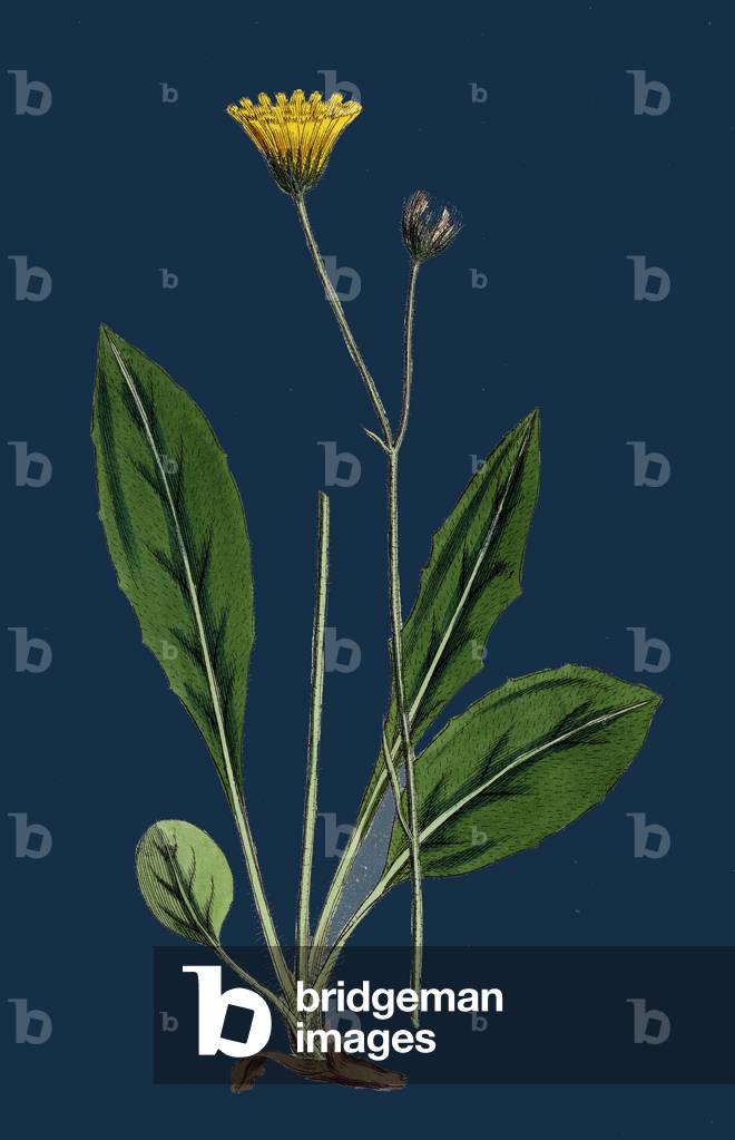Atriplex Deltoidea; Triangular-Leaved Orache