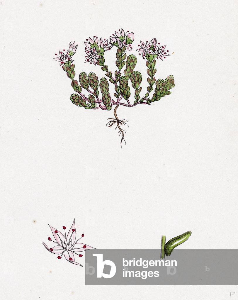 Sedum Anglicum English Stone-Crop-