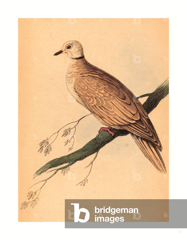 William Home Lizars after Edward Lear (Scottish, 1788  1859 ), Turtur Risorius, Colored Lithograph