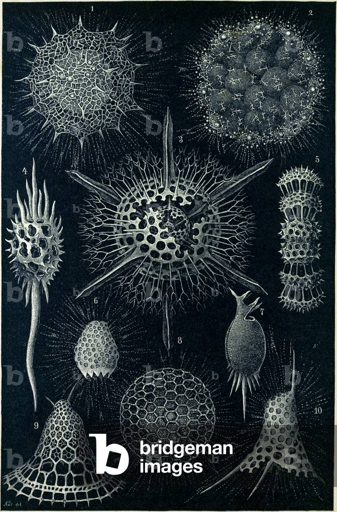 Radiolarians