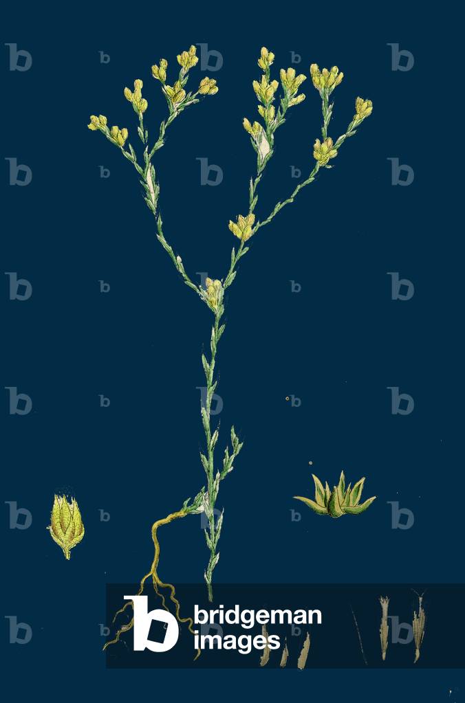 Empetrum Nigrum; Crow-Berry