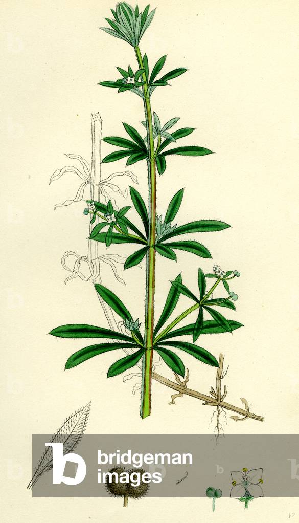 Galium Aparine Goosegrass