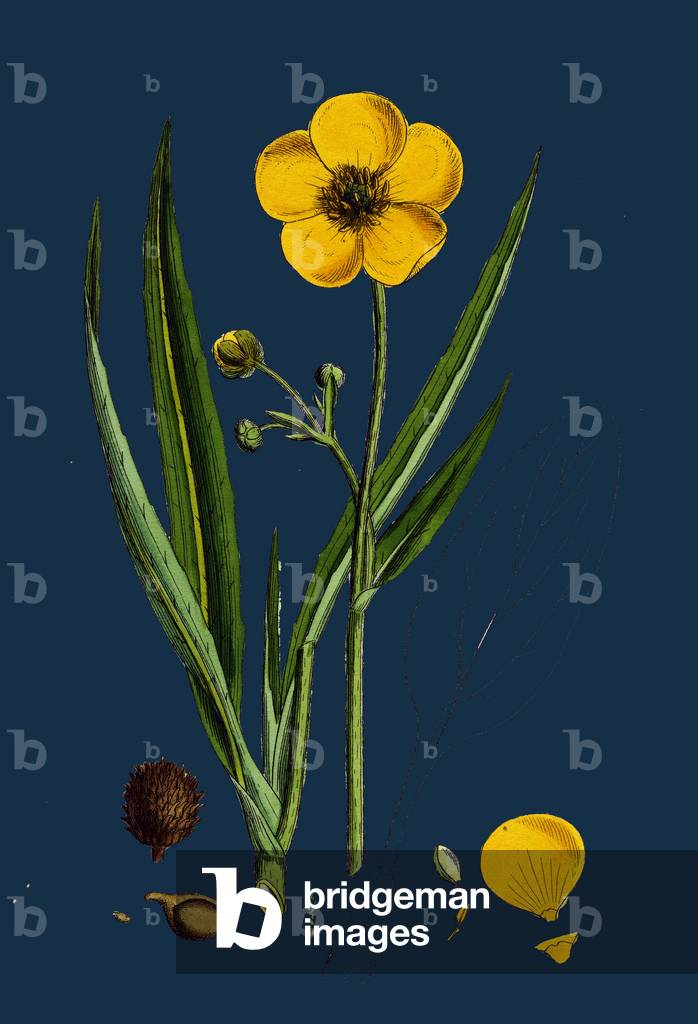 Carex Capillaris; Capillary Sedge