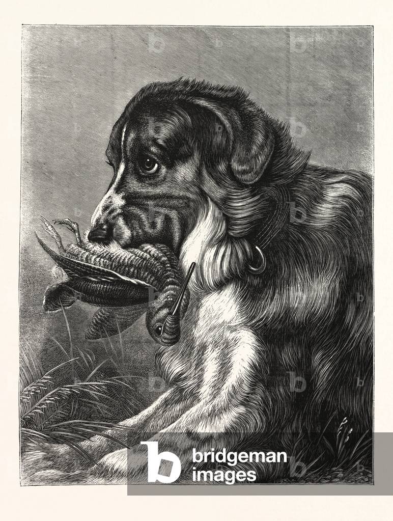 Woodcock-Shooting, Hunt, Hunting, Dog, Bird