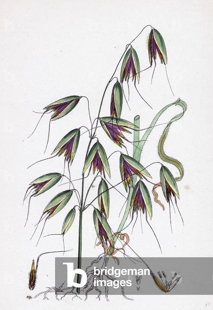 Avena Fatua Wild Oat