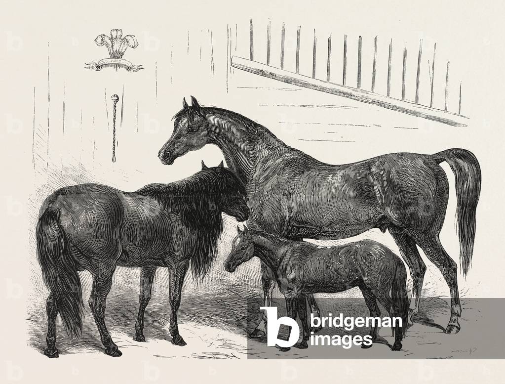 The Prince of Wales Indian Horses at the Agricultural Hall Horse Show. Cabulee, Nawab, Hussar, Engraving 1876, UK