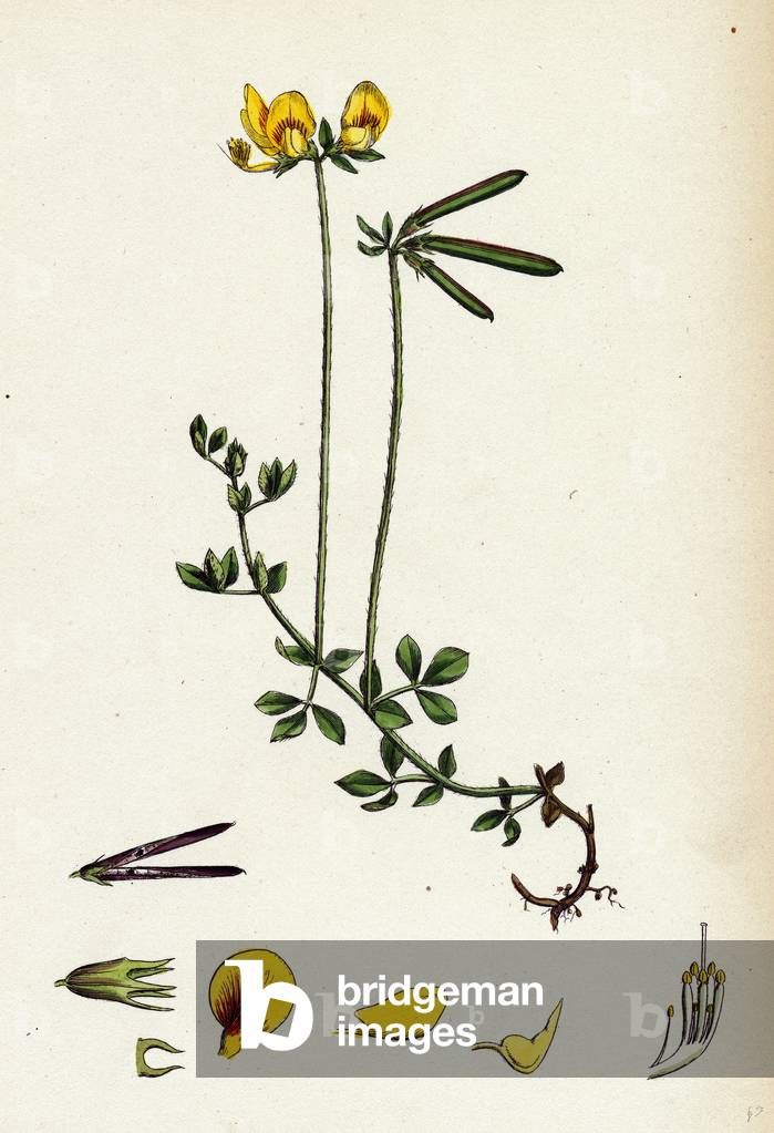 Lotus Eu-Corniculatus Common Bird's-Foot Trefoil