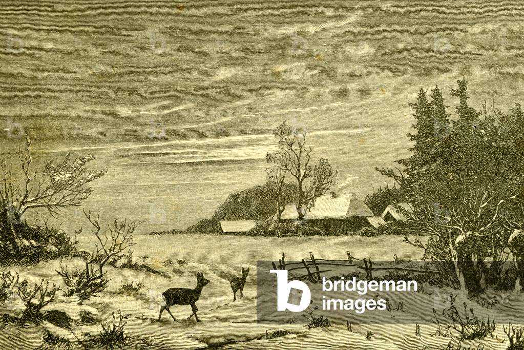 Winter Time Deer Austria 1891