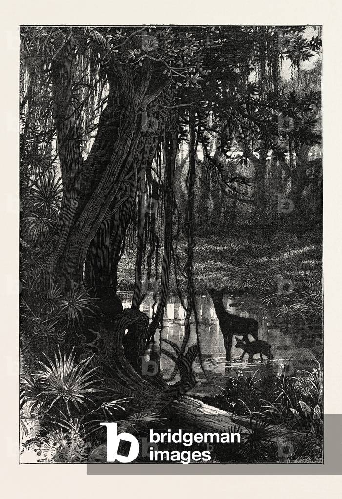 Forest Scenery, Florida,USA, 1870s Engraving