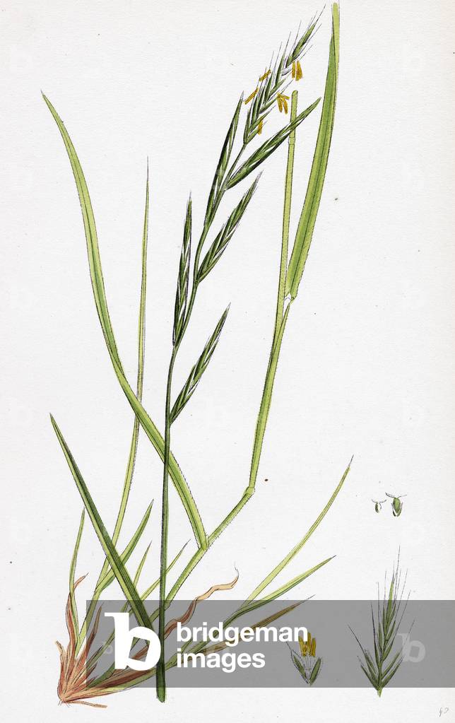 Brachypodium Sylvaticum Wood False-Brome-Grass