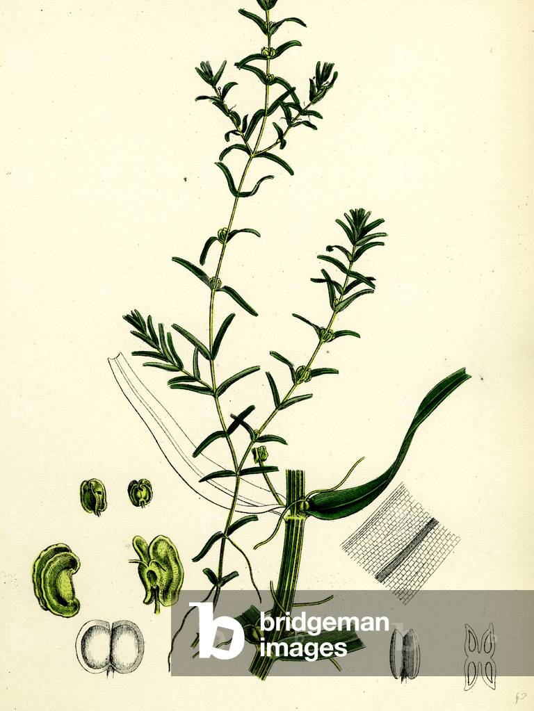 Callitriche Autumnalis Autumnal Water Starwort