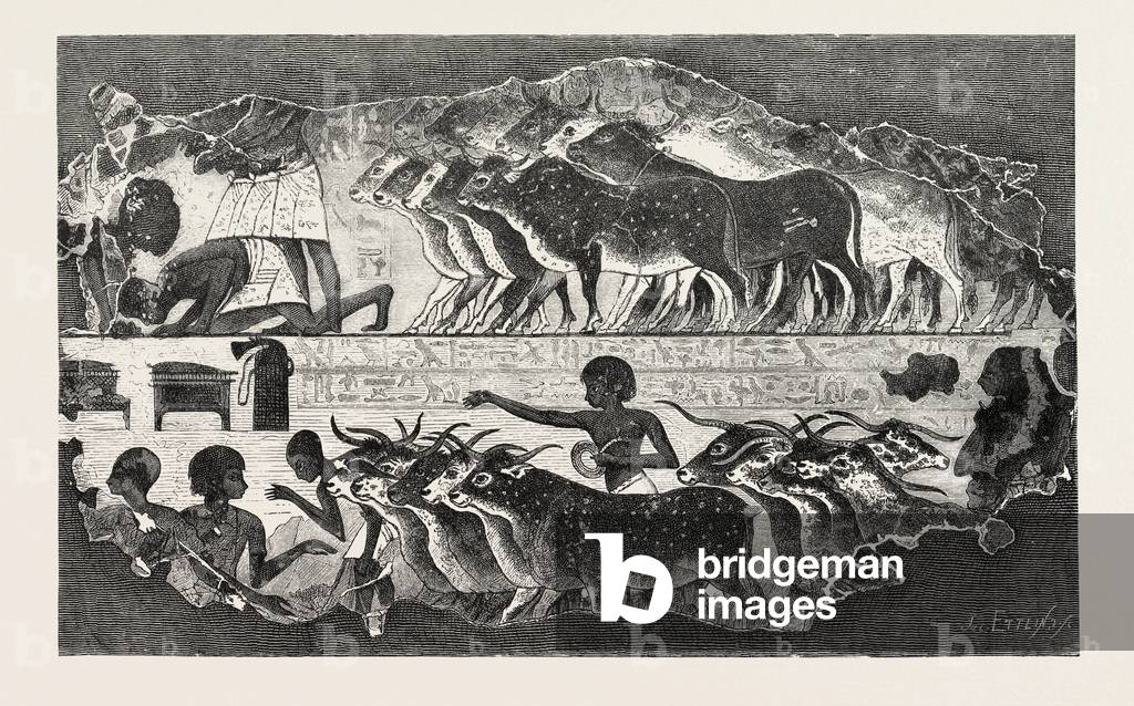 Herd of Cattle Brought Before Their Owner,From An Egyptian Tomb, Egypt, Engraving 1879