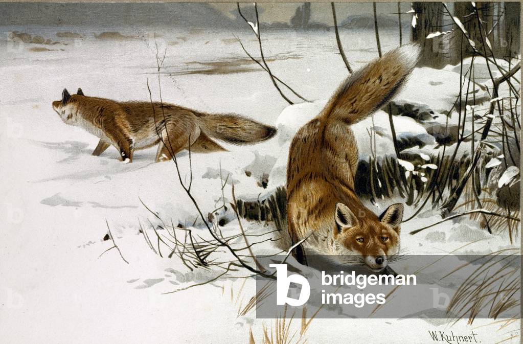 Common Fox