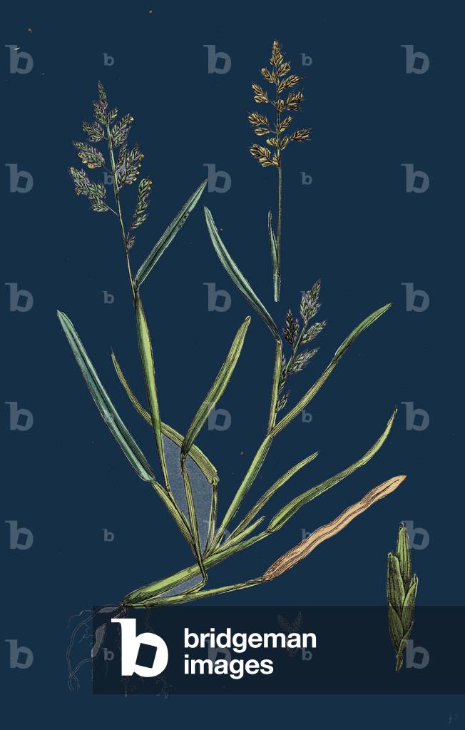 Caucalis Nodosa; Knotted Hedge-Parsley