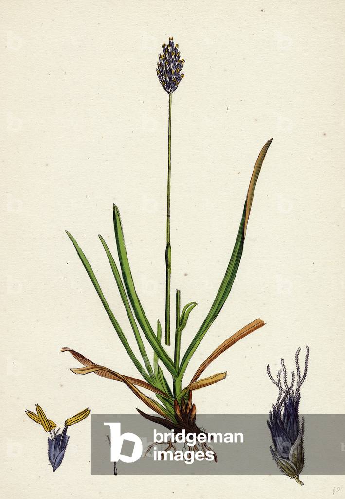 Sesleria Caerulea Blue Moor-Grass