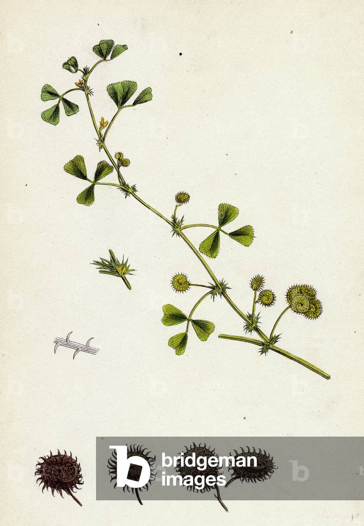 Medicago Denticulata Reticulated Medick