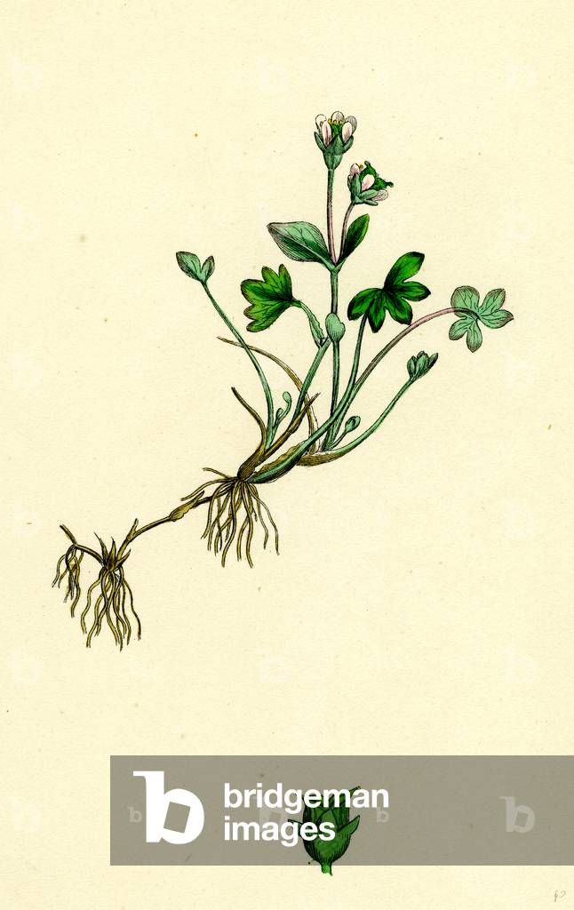 Saxifraga Rivularis Alpine Brook Saxifrage