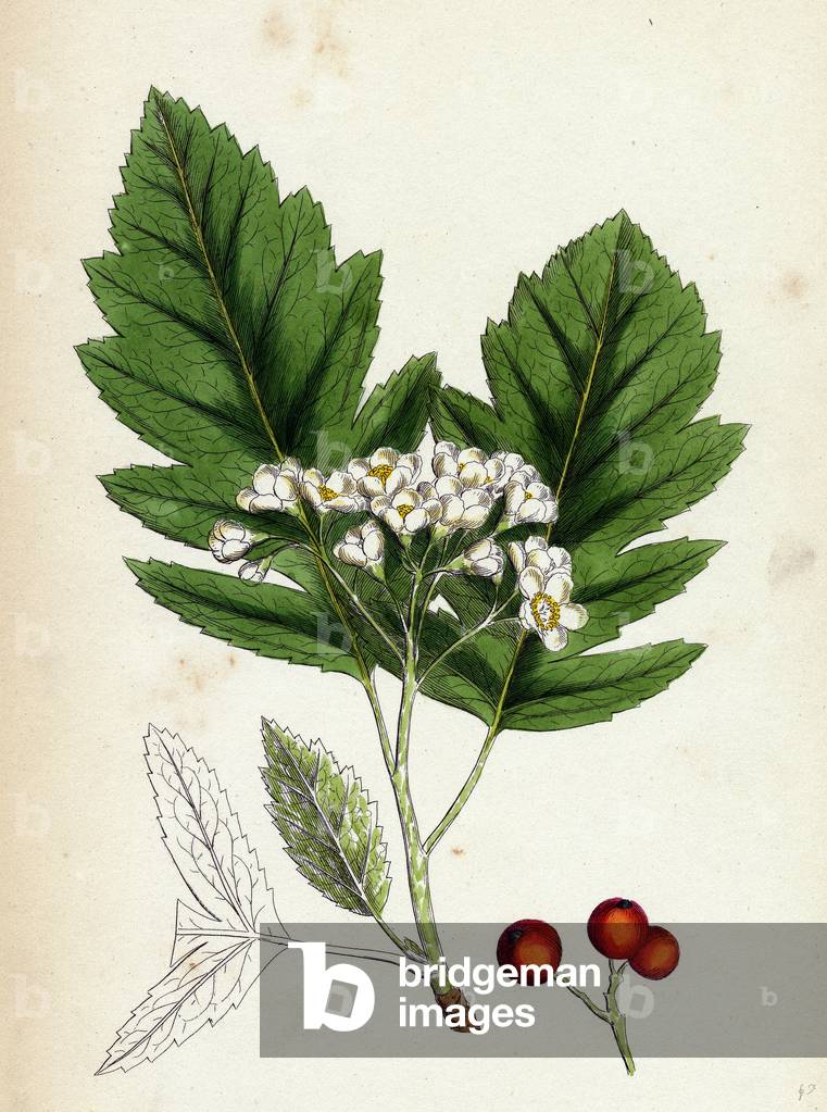 Pyrus Fennica Bastard Mountain-Ash