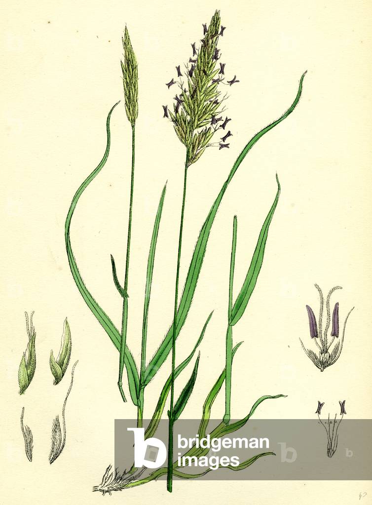 Anthoxanthum Odoratum Sweet-Scented Vernal-Grass