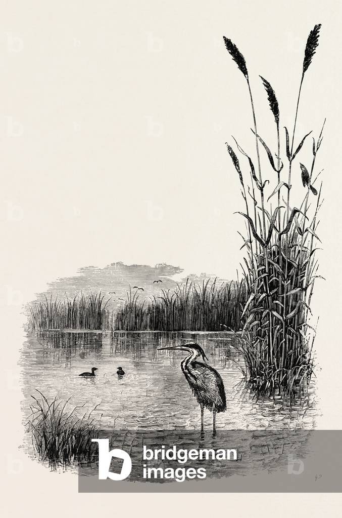 Among the Fens, UK