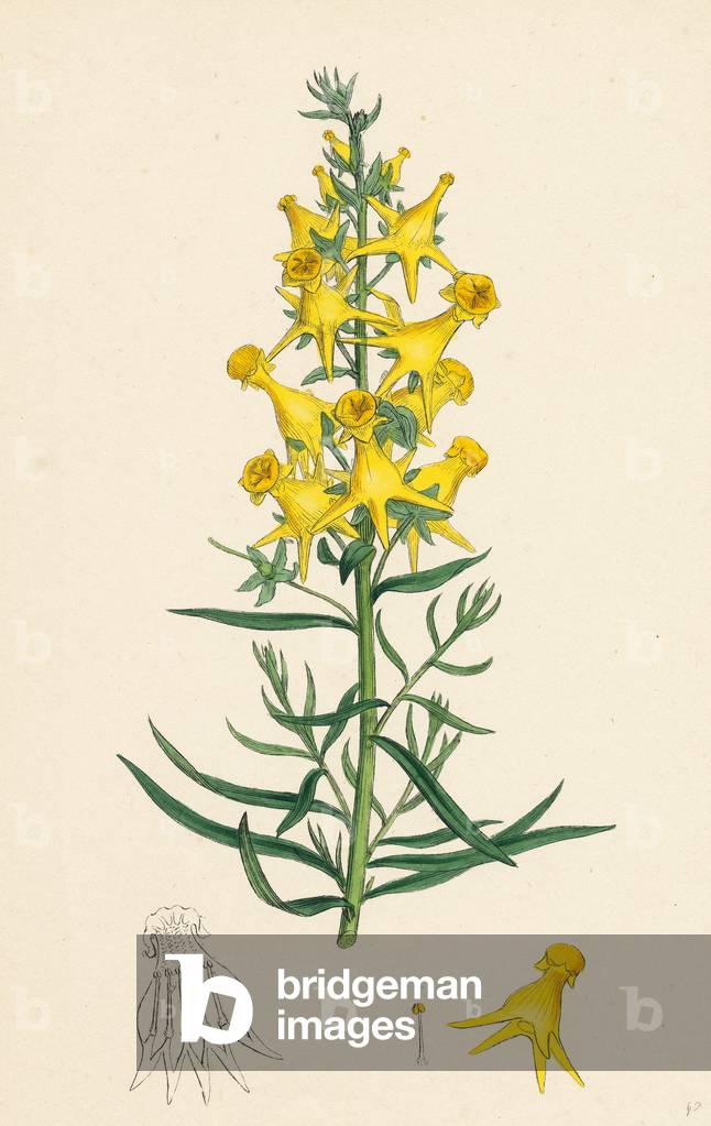Linaria Vulgaris Peloria Yellow Toadflax Monstrous State