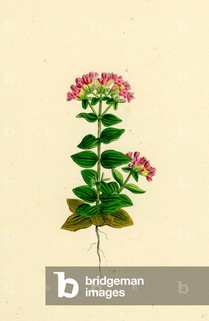 Erythraea Latifolia Broad-Leaved Centaury