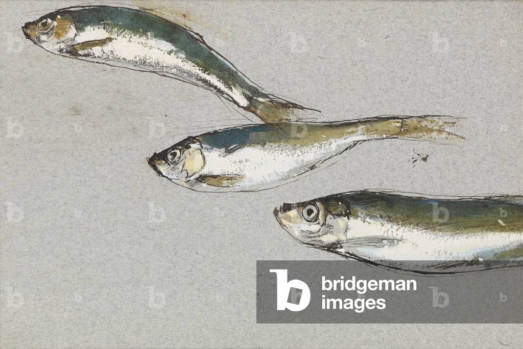 Fishes (w/c with bodycolour, pen & ink on paper)