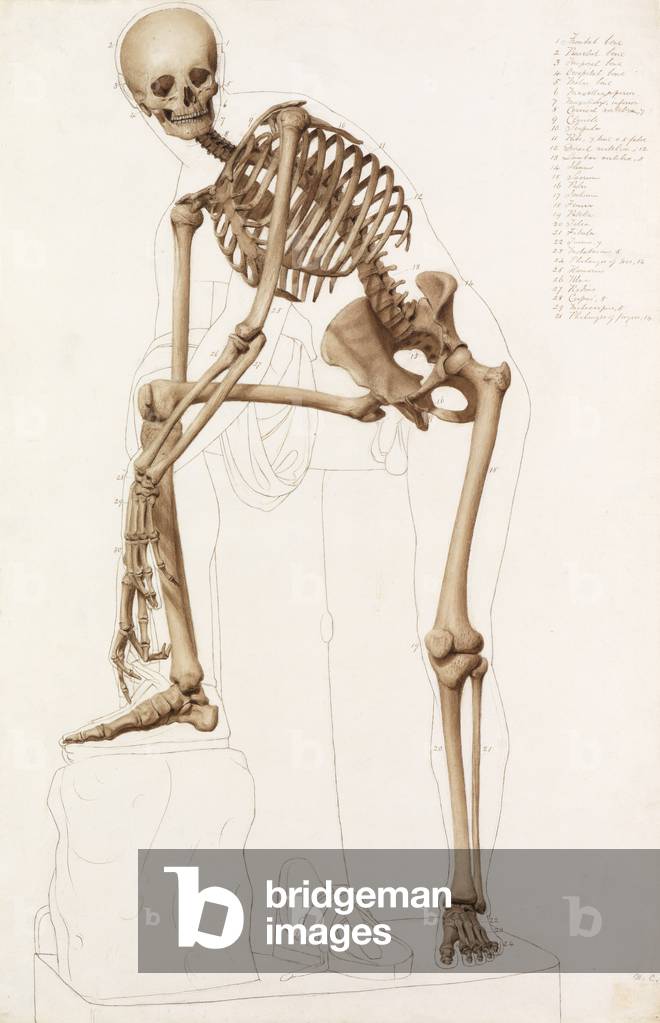 Anatomical Study: the Human Skeleton, in the Pose of Praxiteles' 'Hermes Fastening his Sandal'  (pencil, pen, ink & wash on paper)