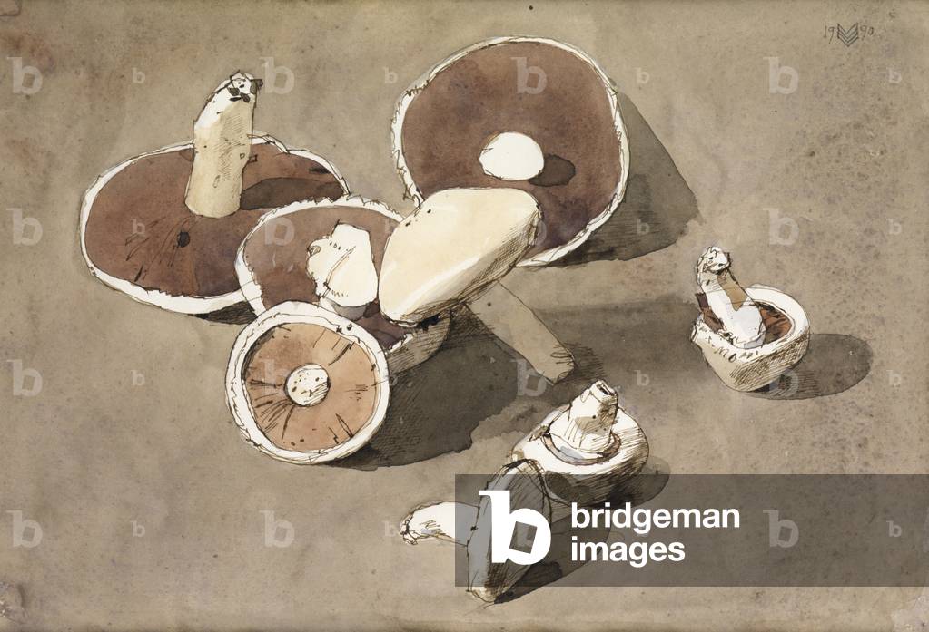 Mushrooms, 1990 (pen & ink with brown wash on paper)