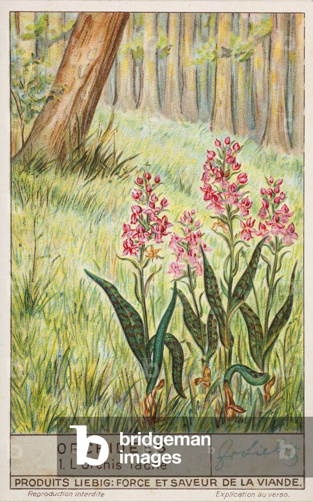Liebig Chromos. Trade card. Series 1362, Orchids, no 1. 1937.