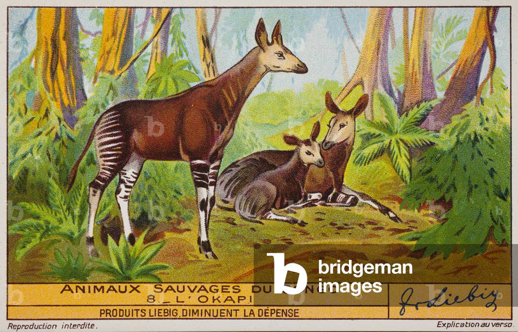 Liebig Chromos. Trade card. Series 1349B, wild animals at Congo, no 8, the okapi. 1937. Private collection. 7,1 x 11cm.