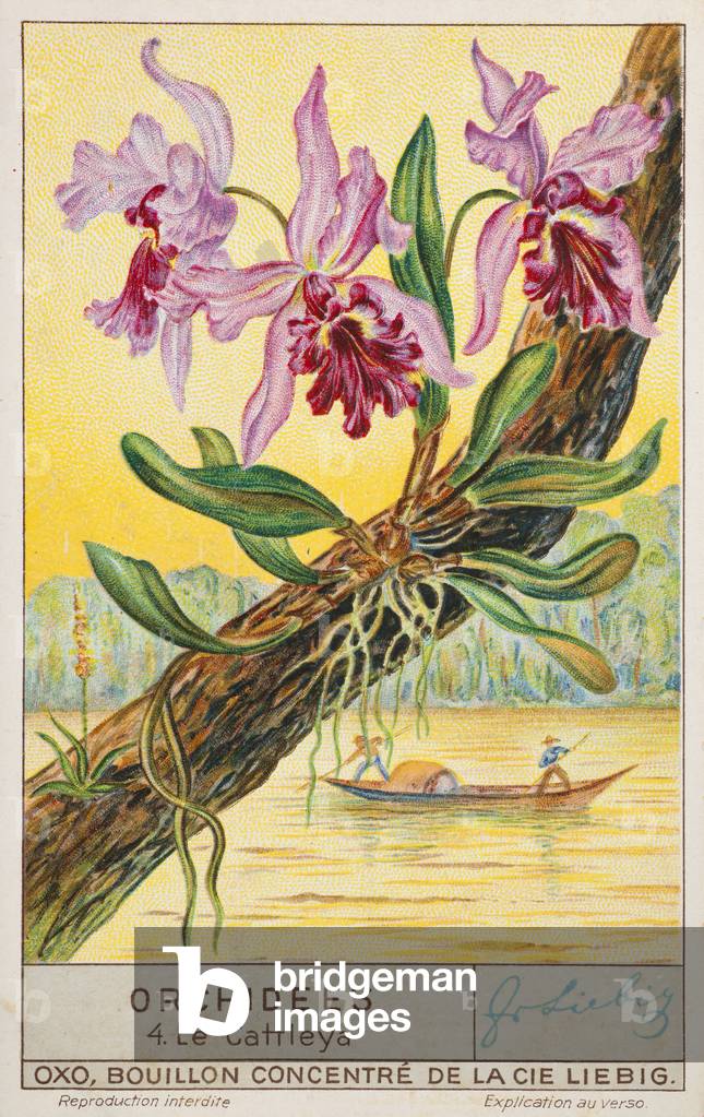 Liebig Chromos. Trade card. Series 1362, Orchids, no 4, Cattleya. 1937.