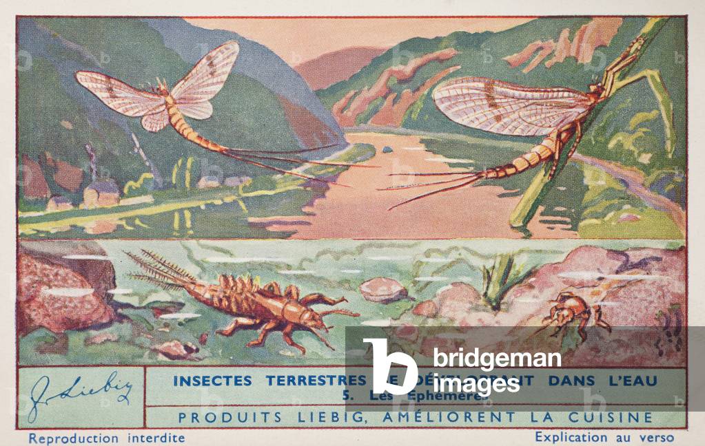 Liebig Chromos. Trade card. Series 1358, Land insects which develop in wate, no 5, Ephemera vulgata is a species of mayfly. 1937 (lithograph)
