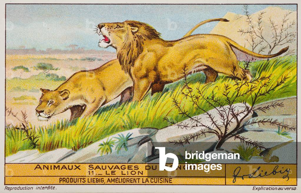 Liebig Chromos. Trade card. Series 1349B, wild animals at Congo, no 11, the lion. 1937. Private collection. 7,1 x 11cm.