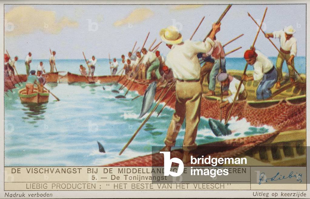 Liebig Chromos. Trade card. Series 1404, mediterranian fishing, no 5, fishing of Thunnus. 1939.