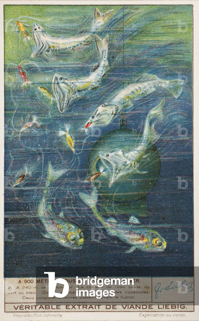 The sea down to 900 metres, no 2, at 240m deep. 1937 (lithograph)
