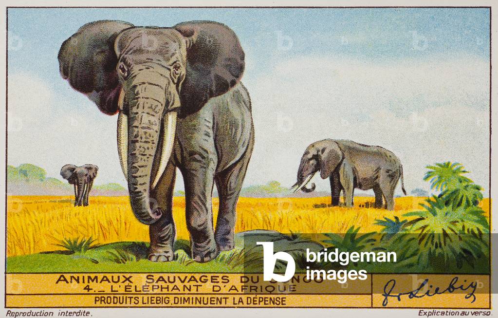 wild animals at Congo, no 4, the elephant. 1937. Private collection. 7,1 x 11cm.