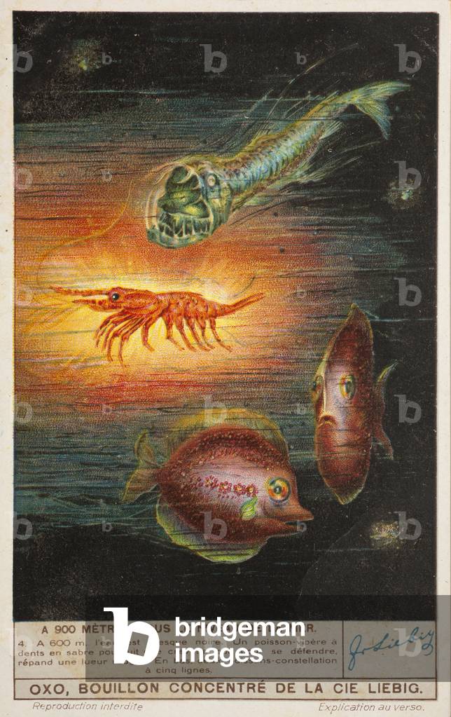 The sea down to 900 metres, no 4, at 600m deep. 1937 (lithograph)