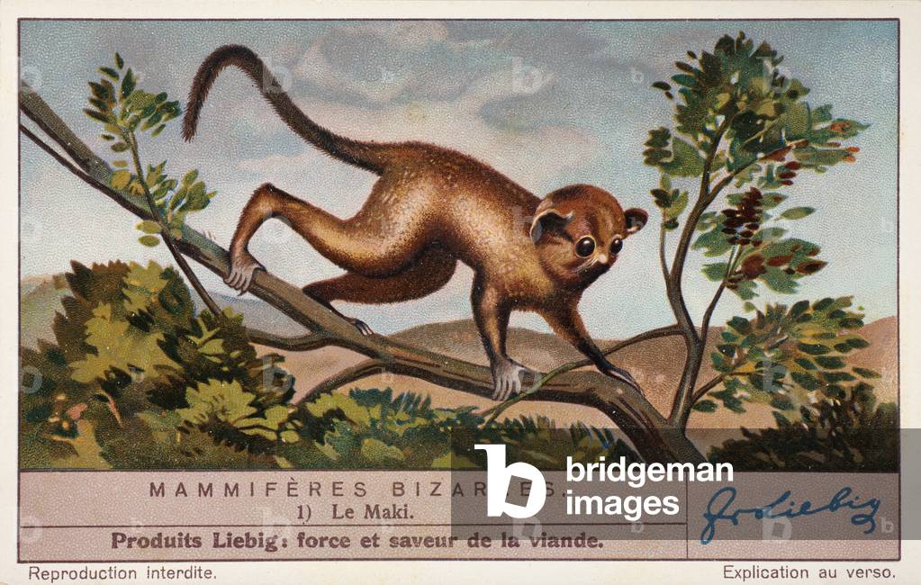 Strange Mammals, Lemuridae (Maki). 1937 (lithograph)