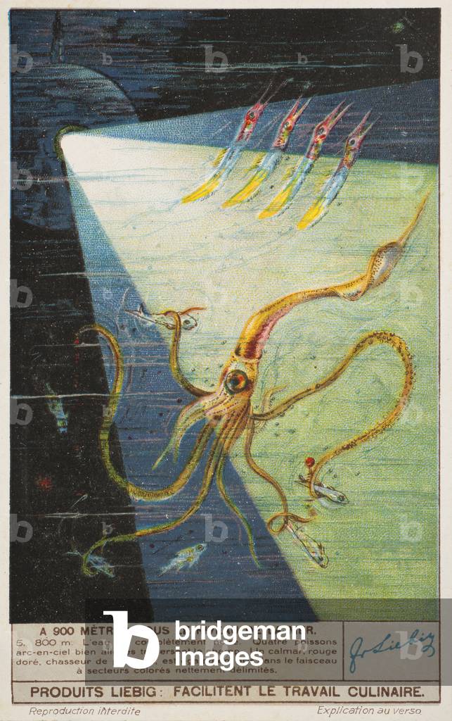 The sea down to 900 metres, no 5, at 800m deep. 1937 (lithograph)